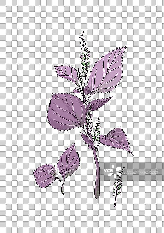 插画手绘中药材紫苏图片素材