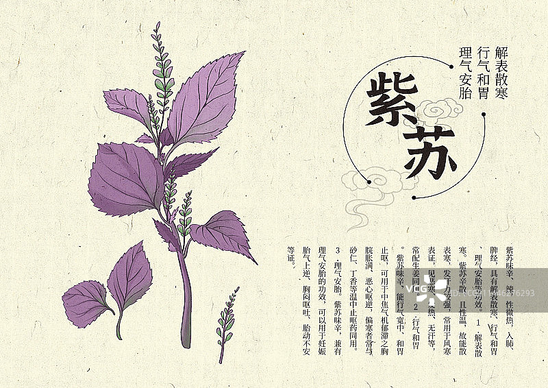 插画手绘中药材紫苏图片素材