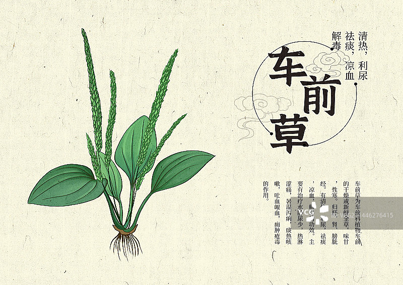 插画手绘中药材车前草图片素材