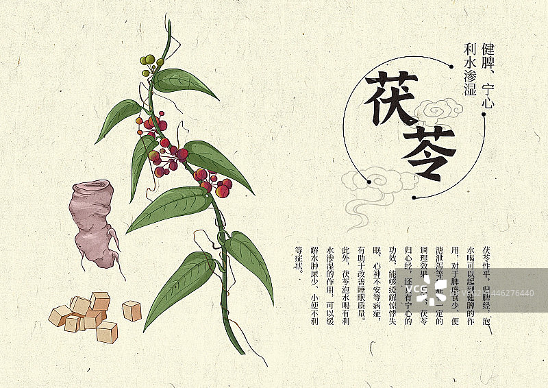 插画手绘中药材茯苓图片素材