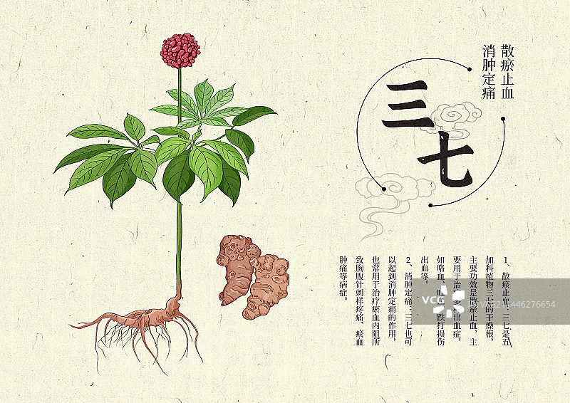 插画手绘中药材三七图片素材