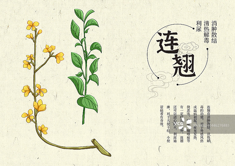 插画手绘中药材连翘图片素材