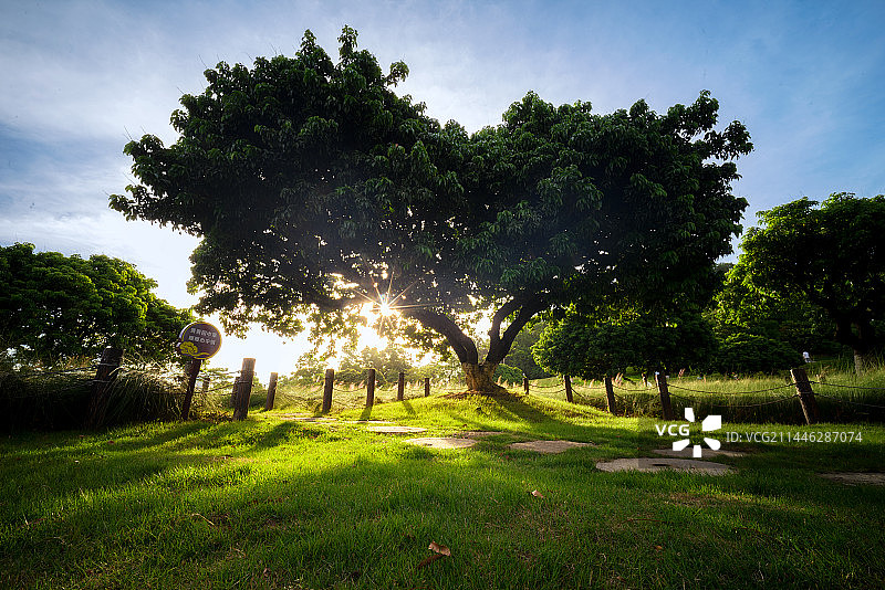 深圳红花山公园里的心形树图片素材