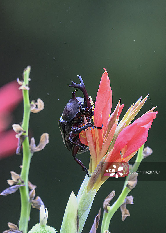 犀金龟图片素材