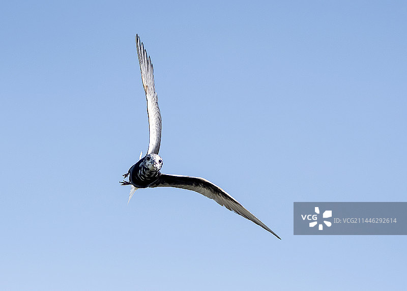 黑浮鸥的空中姿态图片素材