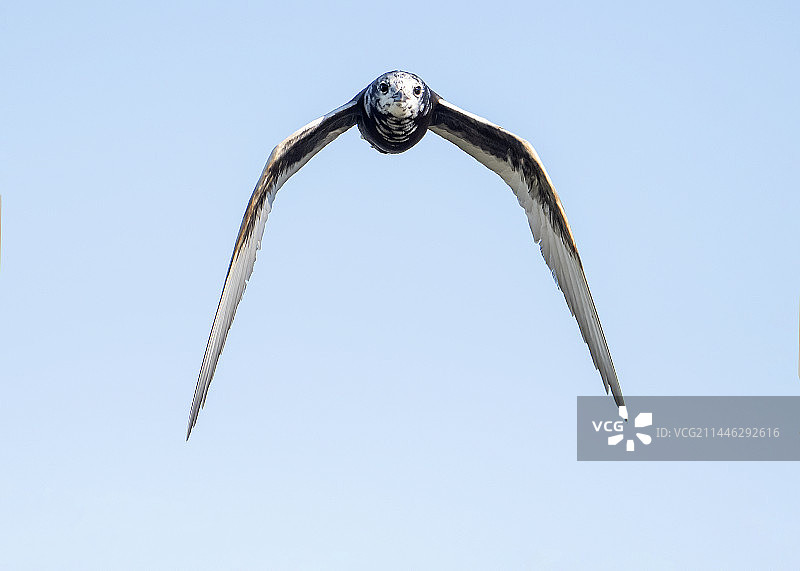 黑浮鸥的空中姿态图片素材