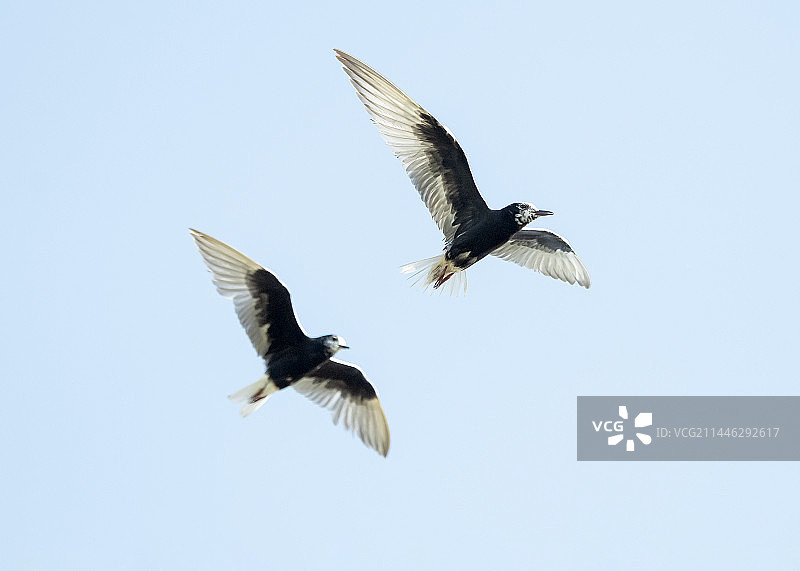 黑浮鸥的空中姿态图片素材