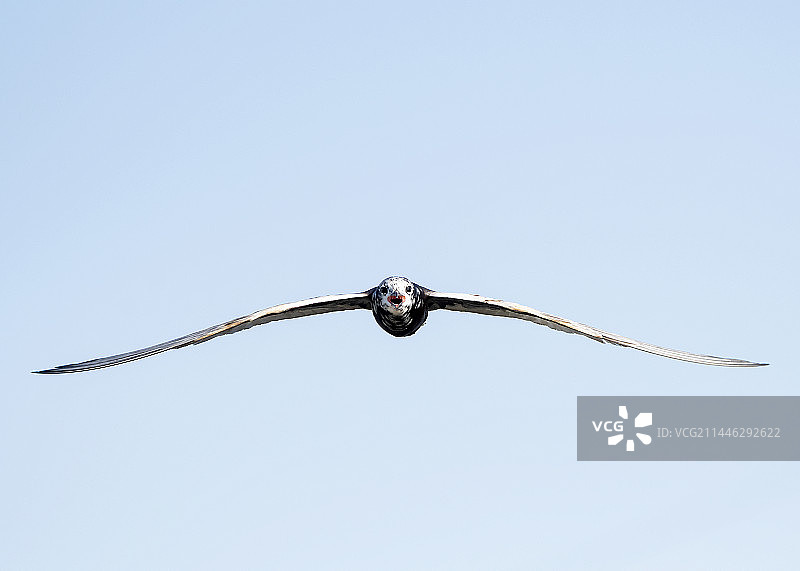 黑浮鸥的空中姿态图片素材
