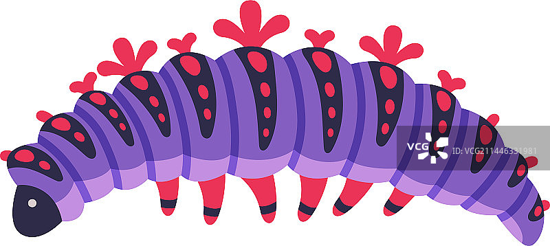 昆虫幼虫阶段的紫色毛毛虫图片素材