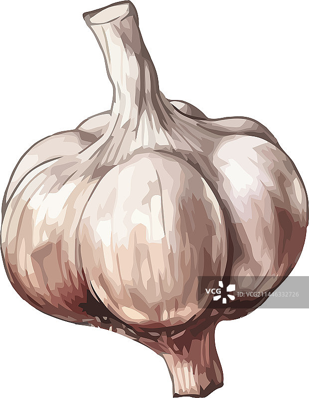 风味绝佳的新鲜大蒜蔬菜图片素材