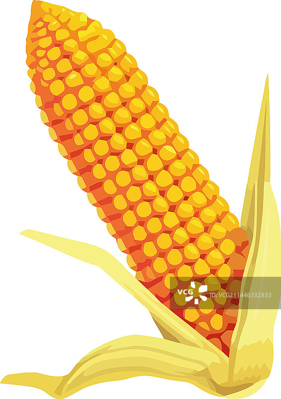 农场新鲜采摘的成熟甜玉米棒图片素材