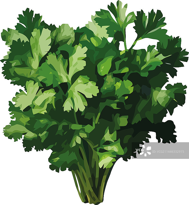 用于健康饮食的新鲜欧芹蔬菜捆图片素材