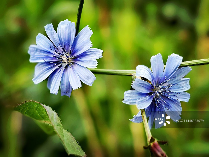 菊苣图片素材