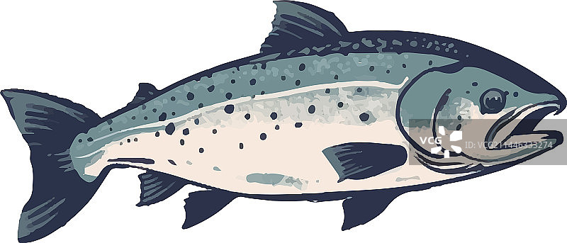 新鲜鳟鱼海鲜美食图片素材