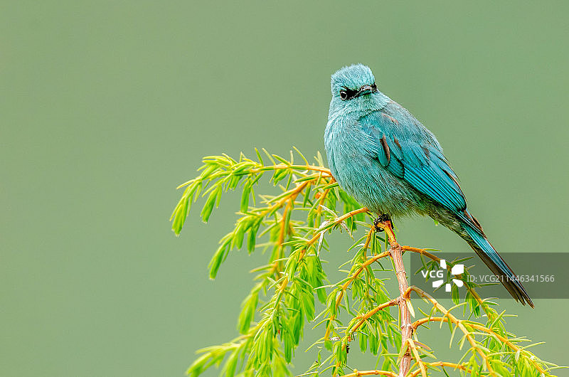 铜蓝鹟图片素材