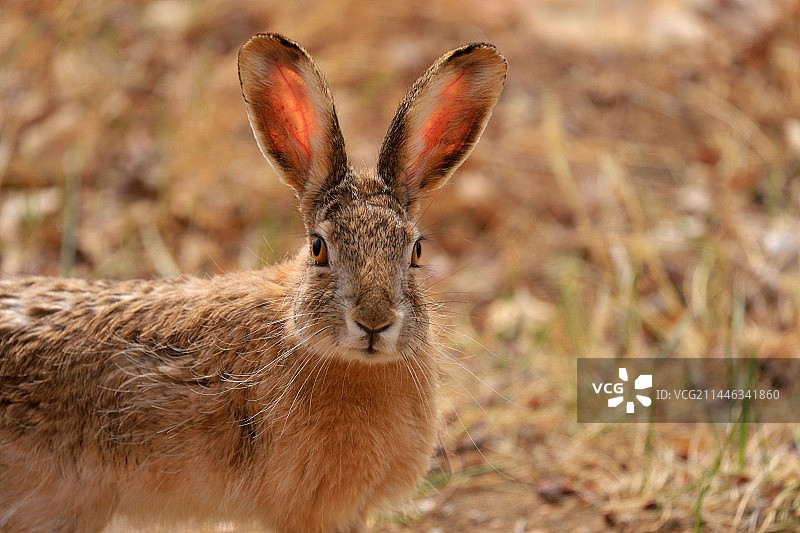 胖胖的兔兔图片素材