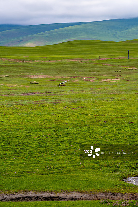 红嘴鸥图片素材