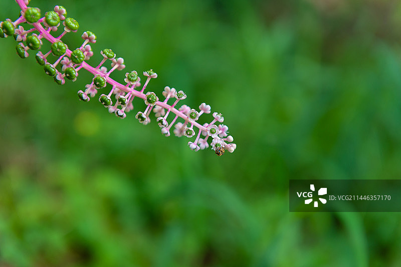 商陆花与果实同现   商陆科商陆属植物图片素材