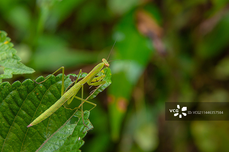叶上昆虫特写镜头  节肢动物门昆虫纲螳螂目昆虫图片素材