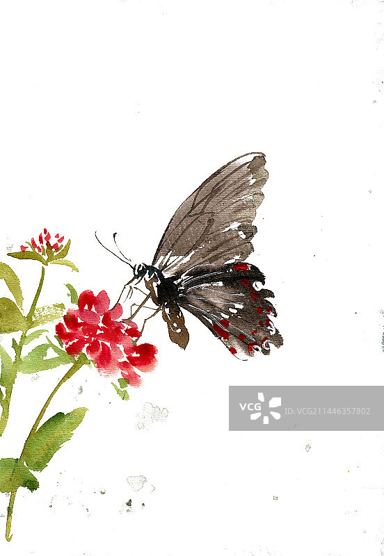红花与蝴蝶图片素材