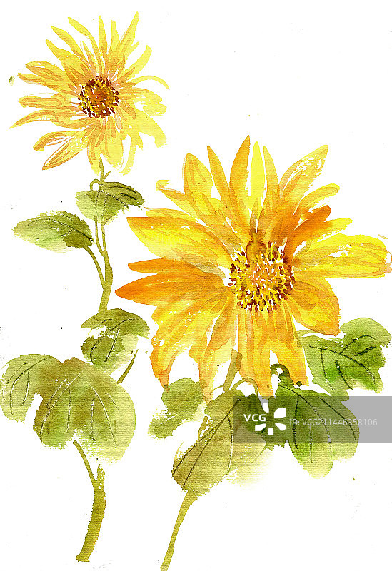 盛开的向日葵图片素材