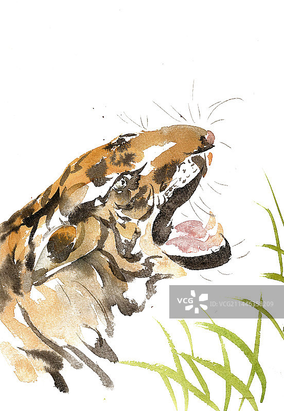 嘶吼的老虎图片素材