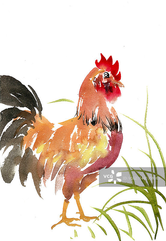站立的公鸡图片素材