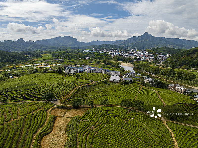 蓝天白云的茶园梯田茶叶种植基地图片素材