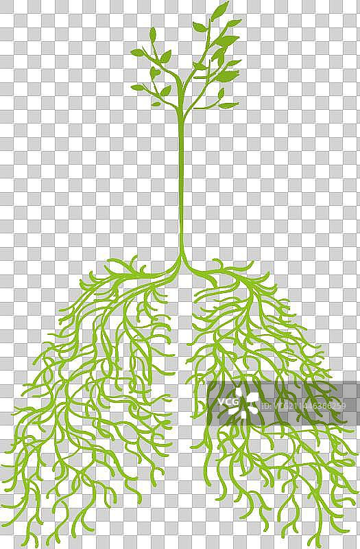 绿色，肺脏，自然，氧气，健康图片素材