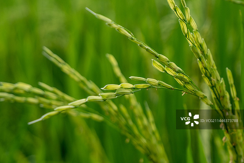 四川省内江市隆昌市户外水稻田，种植，粮食，丰收图片素材