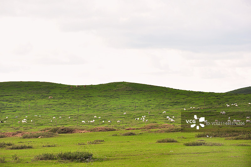 草原地貌 地形 草地 羊群图片素材