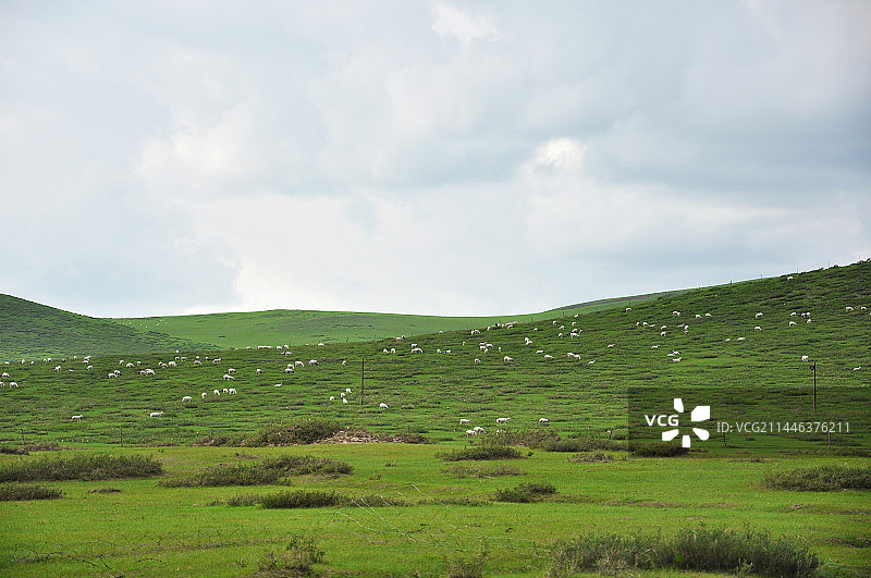 草原地貌 地形 草地 羊群图片素材