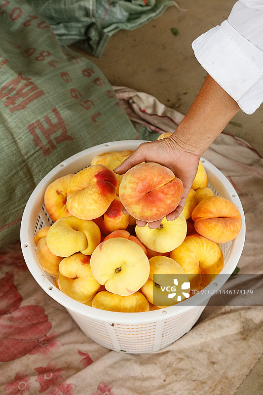 堆放着的黄蟠桃图片素材