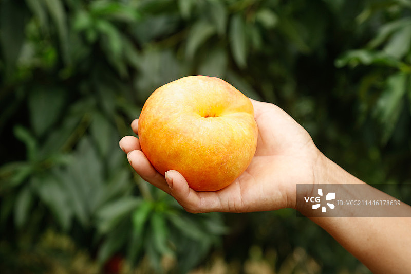手里拿着黄油蟠桃图片素材