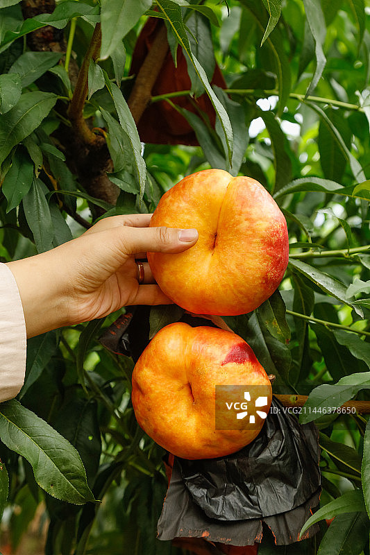 手里拿着黄油蟠桃图片素材