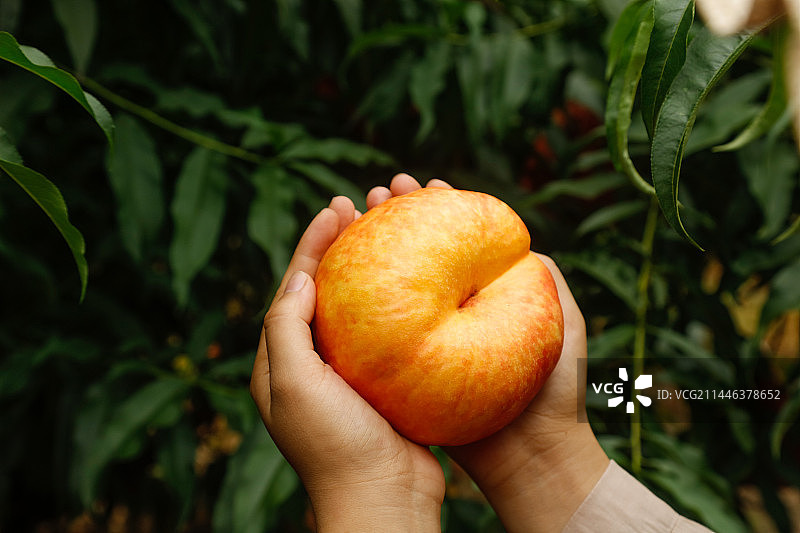 手里拿着黄油蟠桃图片素材