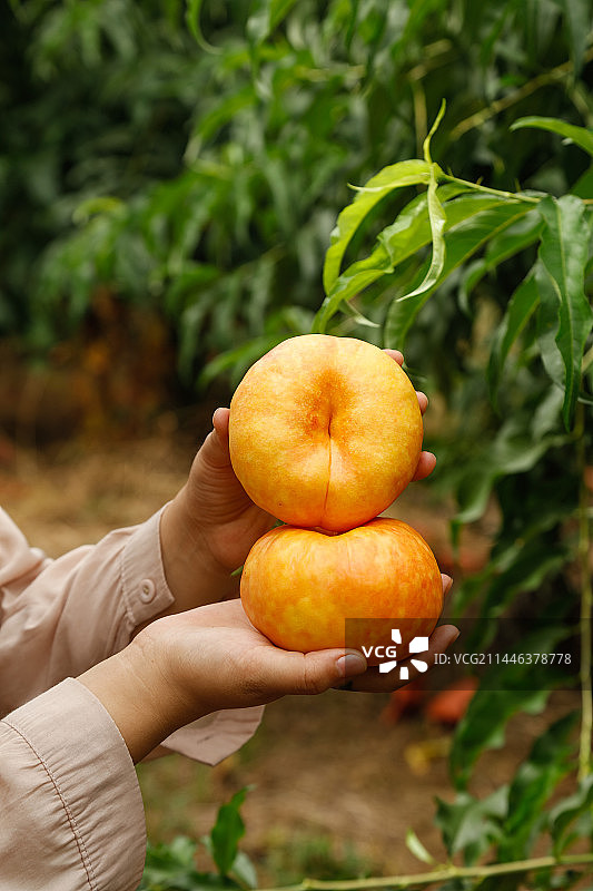 手里拿着黄油蟠桃图片素材