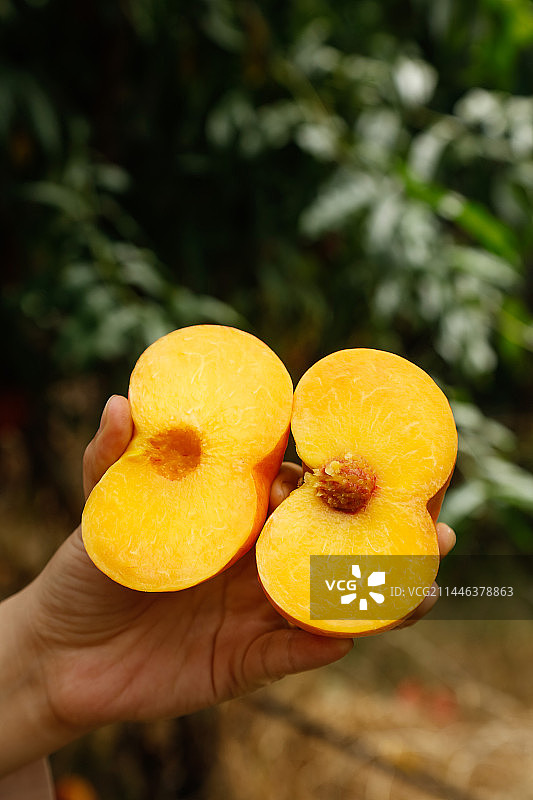 手里拿着黄油蟠桃图片素材