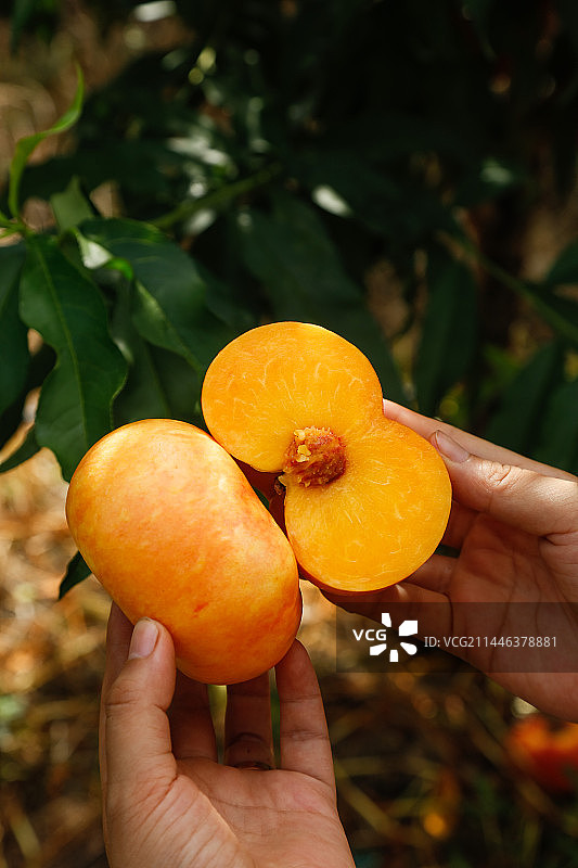 手里拿着黄油蟠桃图片素材