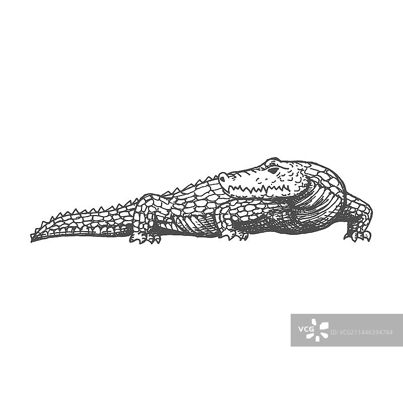 鳄鱼素描鳄鱼古代阿兹特克动物图片素材