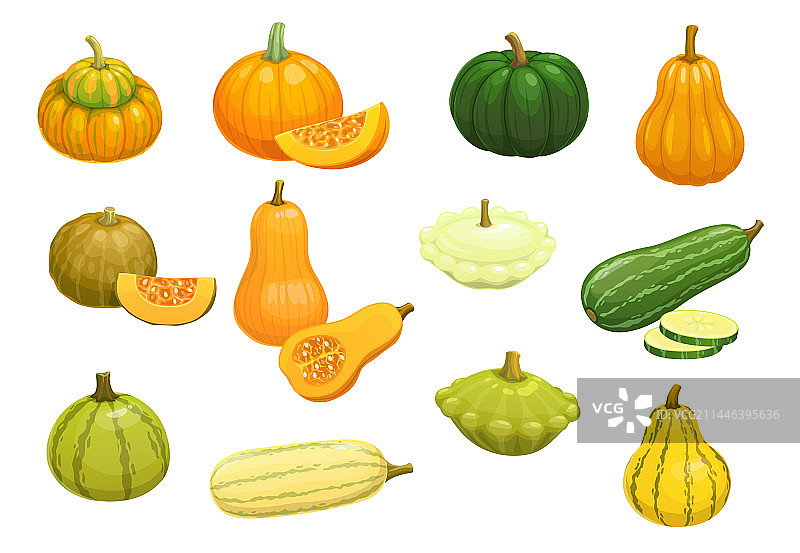卡通生西葫芦南瓜图片素材