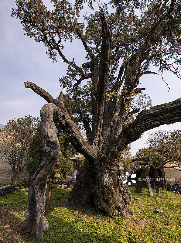 河南登封嵩阳书院的古树图片素材