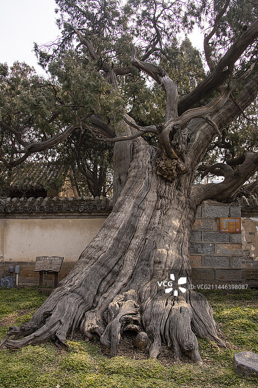 河南登封嵩阳书院的古树图片素材