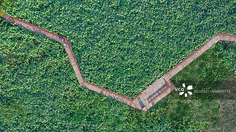 俯瞰视角航拍杭州阳陂湖湿地公园里的荷塘和栈道图片素材