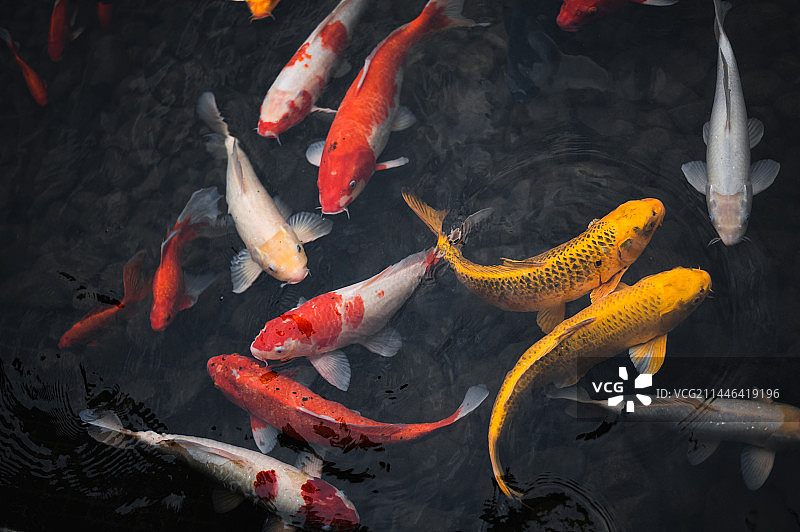 锦鲤鱼图片素材