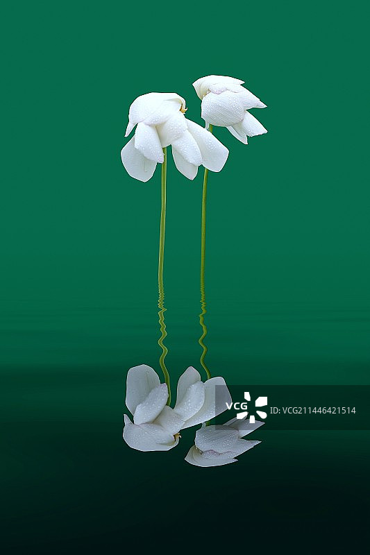 《荷之恋》图片素材