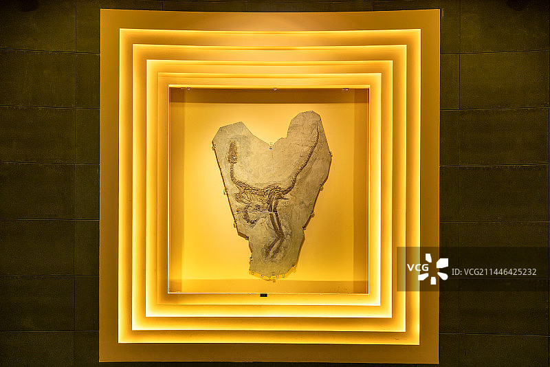 中华龙鸟化石图片素材