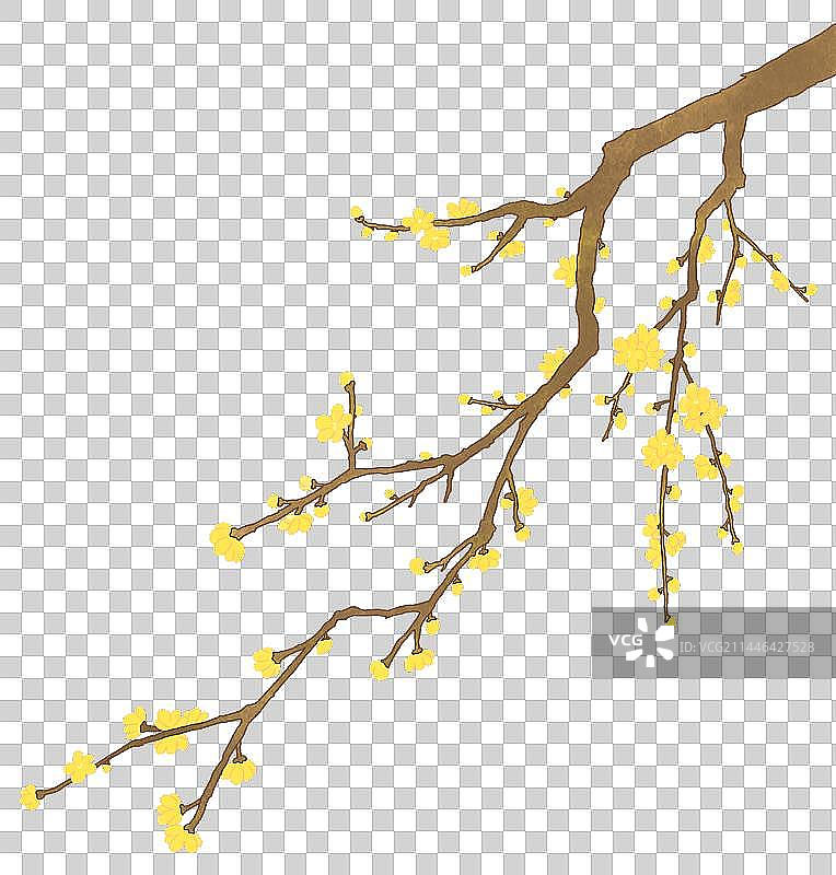 树枝上的腊梅手绘插画图片素材