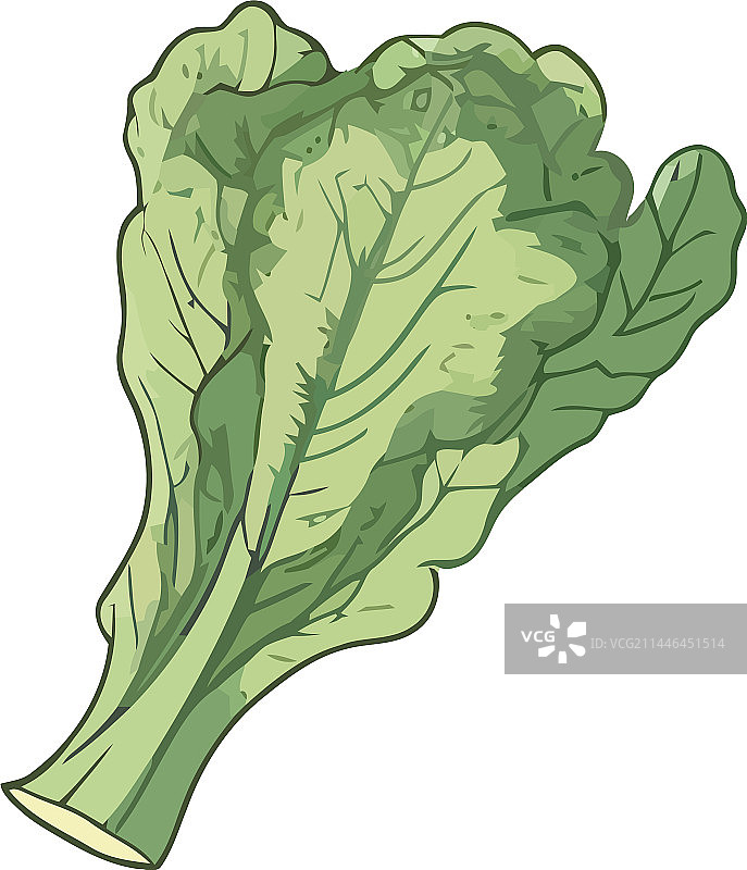 新鲜有机羽衣甘蓝沙拉图片素材