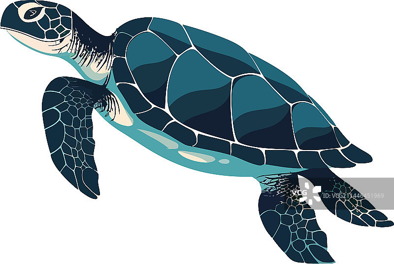 在热带水域缓慢游泳的海龟图片素材